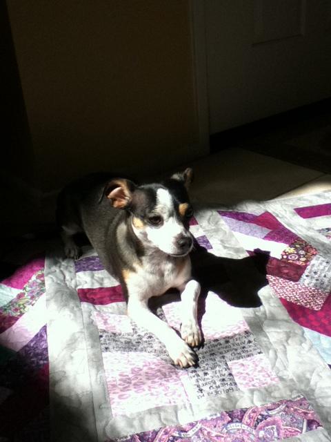 Oreo with her quilt.
