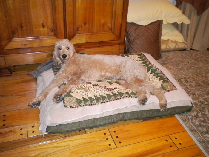 Ziggy with her quilt